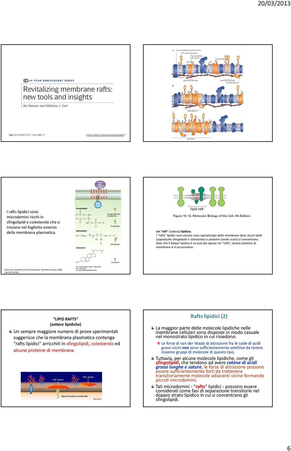 Dato che il bilayer lipidico è un può più spesso nei rafts, alcune proteine di membrana vi si accumulano. Pierce SK. Lipid rafts and B cell activation. Nat Rev Immunol. 2002 Feb;2(2):96 105.