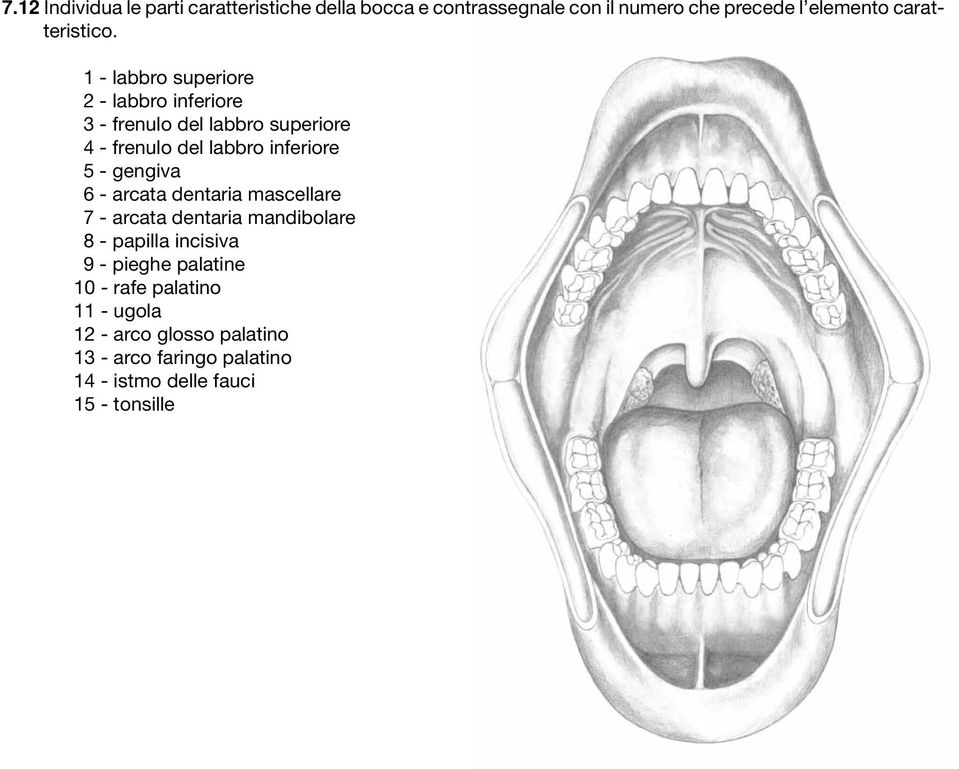 1 - labbro superiore 2 - labbro inferiore 3 - frenulo del labbro superiore 4 - frenulo del labbro inferiore 5 -