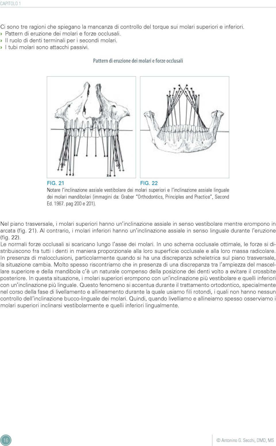 22 Notare l inclinazione assiale vestibolare dei molari superiori e l inclinazione assiale linguale dei molari mandibolari (immagini da: Graber Orthodontics, Principles and Practice, Second Ed. 1967.