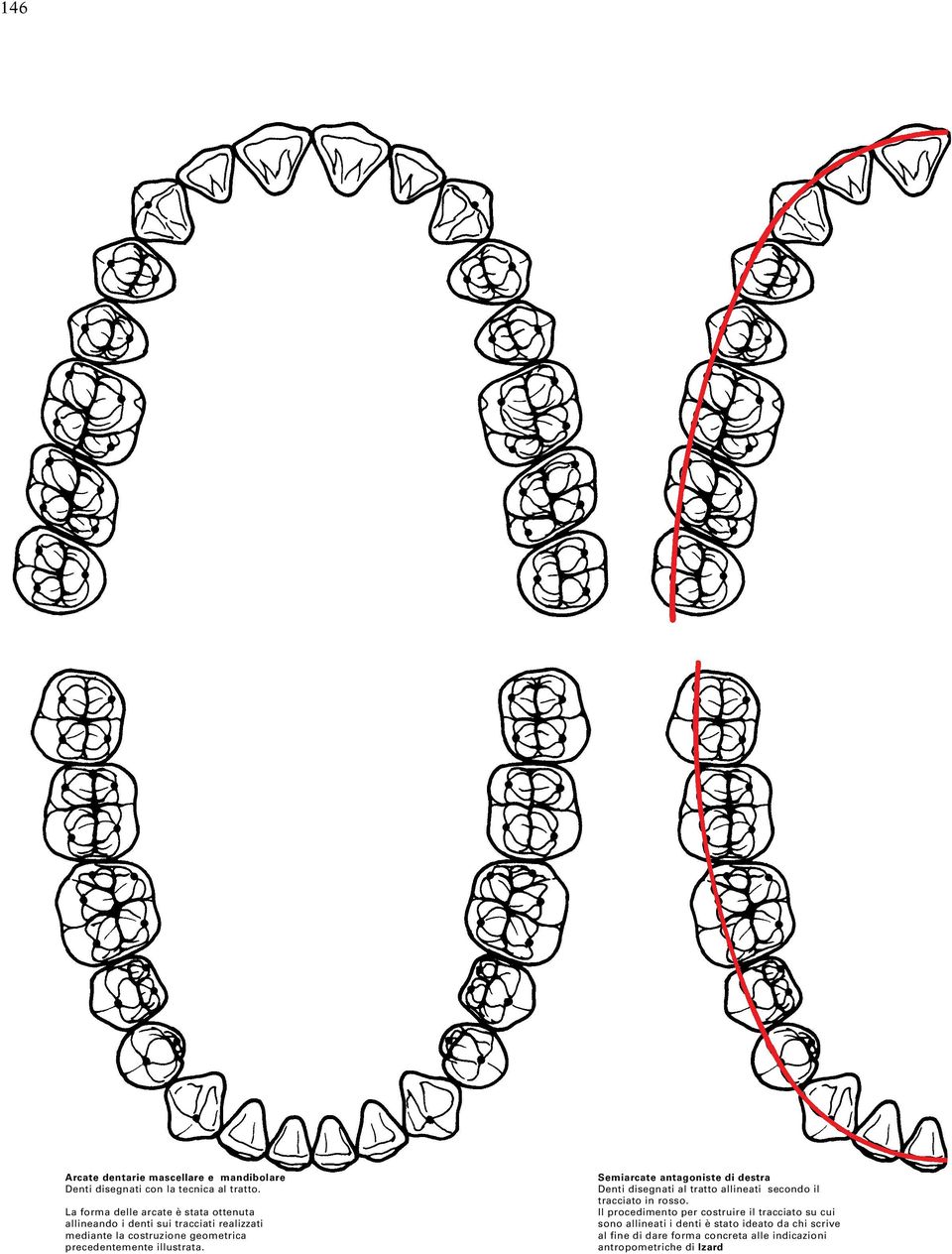 precedentemente illustrata. Semiarcate antagoniste di destra Denti disegnati al tratto allineati secondo il tracciato in rosso.