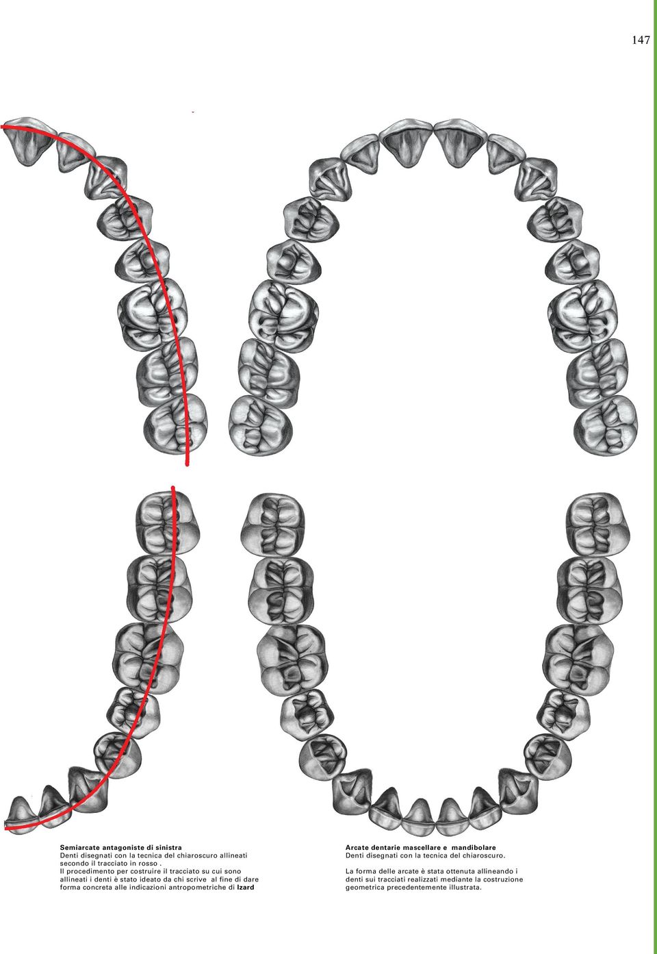 alle indicazioni antropometriche di Izard Arcate dentarie mascellare e mandibolare Denti disegnati con la tecnica del chiaroscuro.