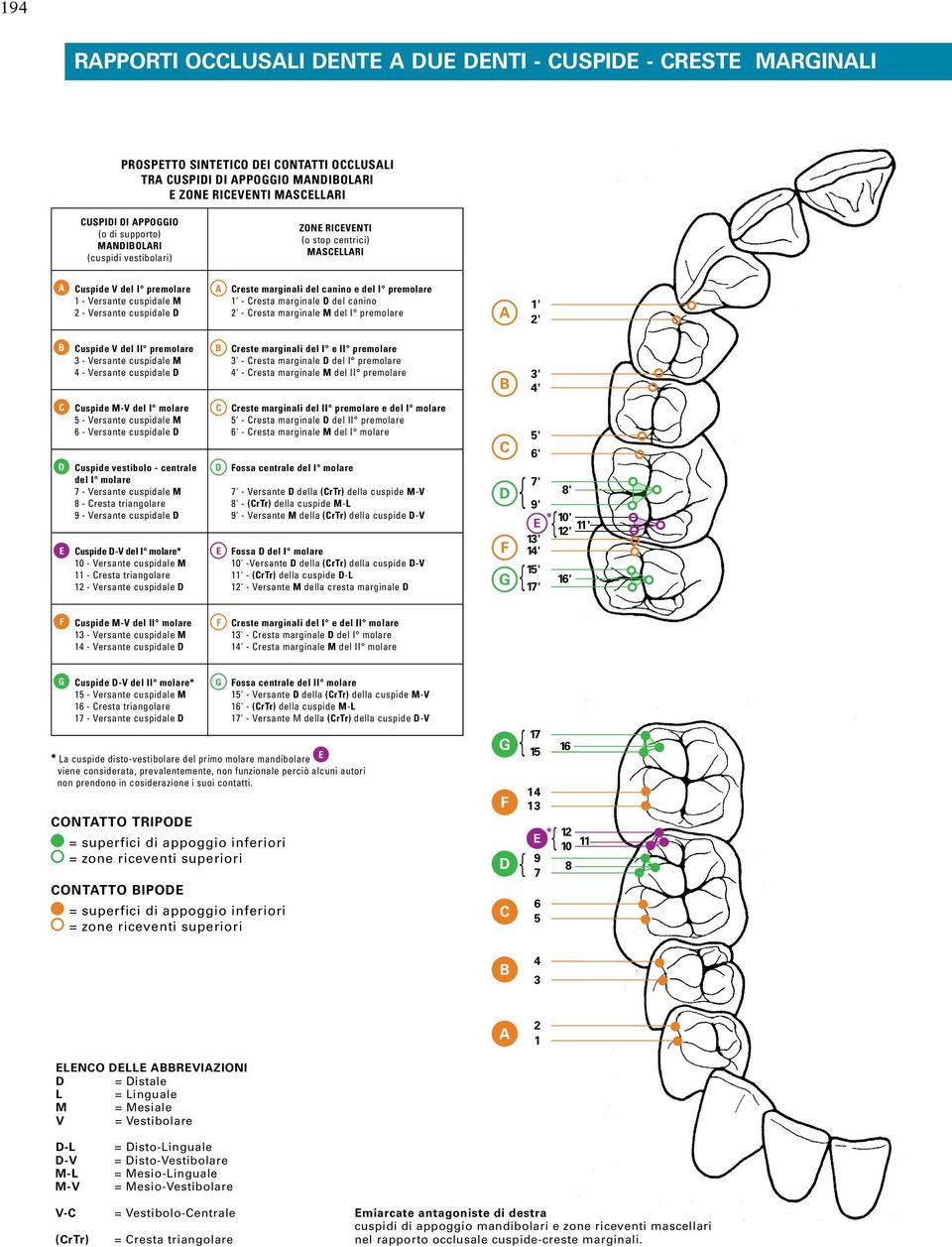 e del I premolare 1' - Cresta marginale D del canino 2' - Cresta marginale M del I premolare A 1' 2' B Cuspide V del II premolare 3 - Versante cuspidale M 4 - Versante cuspidale D B Creste marginali