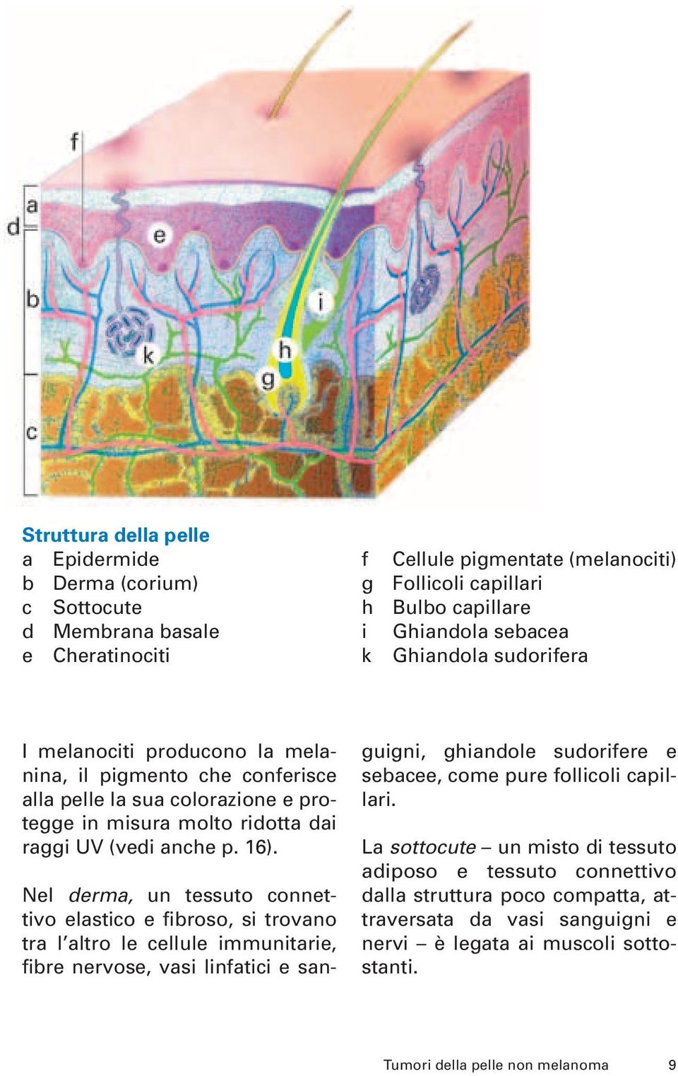 Nel derma, un tessuto connettivo elastico e fibroso, si trovano tra l altro le cellule immunitarie, fibre nervose, vasi linfatici e sanguigni, ghiandole sudorifere e sebacee, come pure follicoli