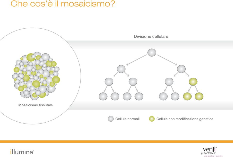 Mosaicismo tissutale Cellule