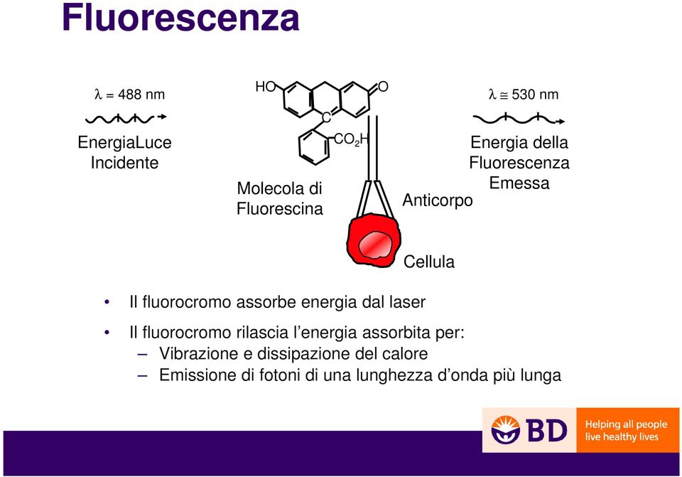 fluorocromo assorbe energia dal laser Il fluorocromo rilascia l energia assorbita