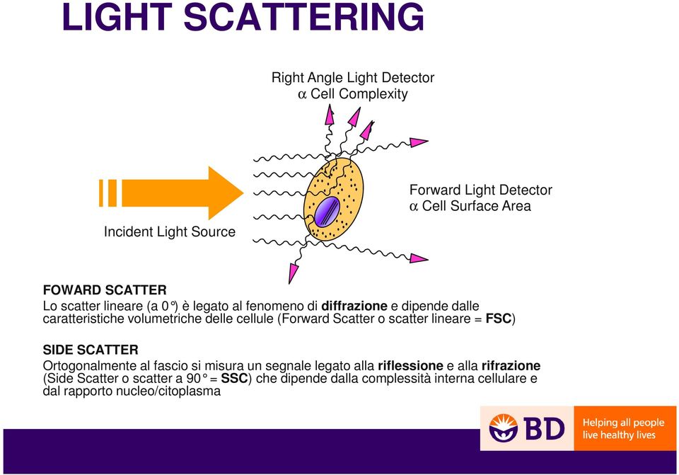 cellule (Forward Scatter o scatter lineare = FSC) SIDE SCATTER Ortogonalmente al fascio si misura un segnale legato alla