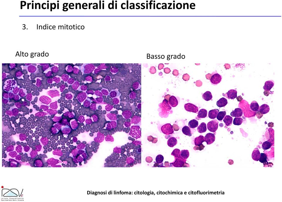 3. Indice mitotico