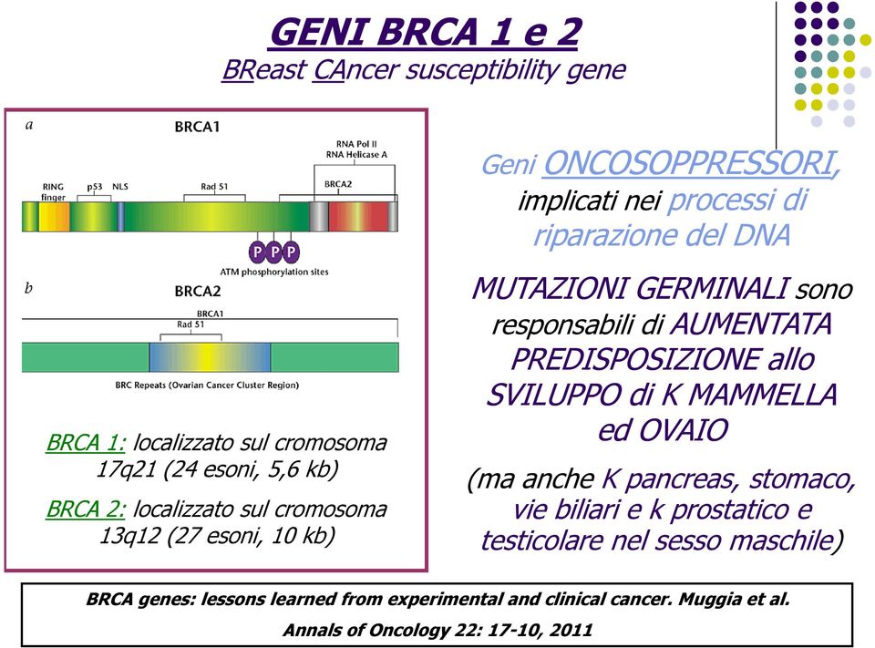 responsabili di AUMENTATA PREDISPOSIZIONE allo SVILUPPO di K MAMMELLA ed OVAIO (ma anche K pancreas, stomaco, vie biliari e k prostatico