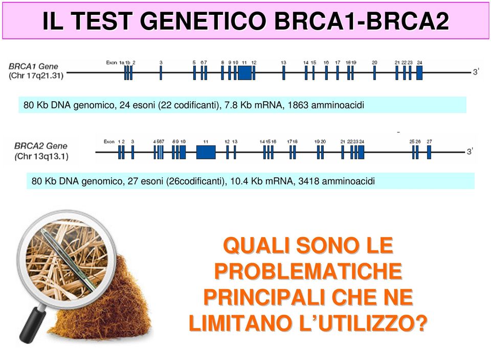 8 Kb mrna, 1863 amminoacidi 80 Kb DNA genomico, 27 esoni