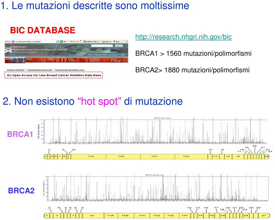 gov/bic BRCA1 > 1560 mutazioni/polimorfismi BRCA2>