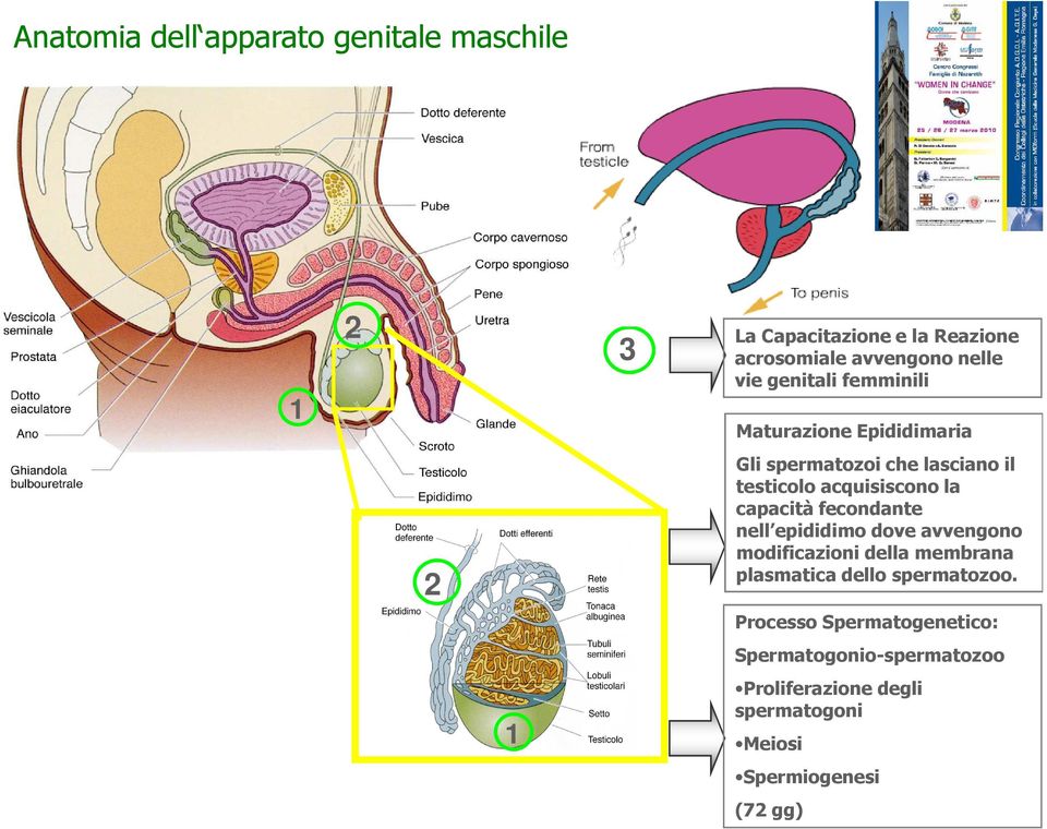 capacità fecondante nell epididimo dove avvengono modificazioni della membrana plasmatica dello spermatozoo.