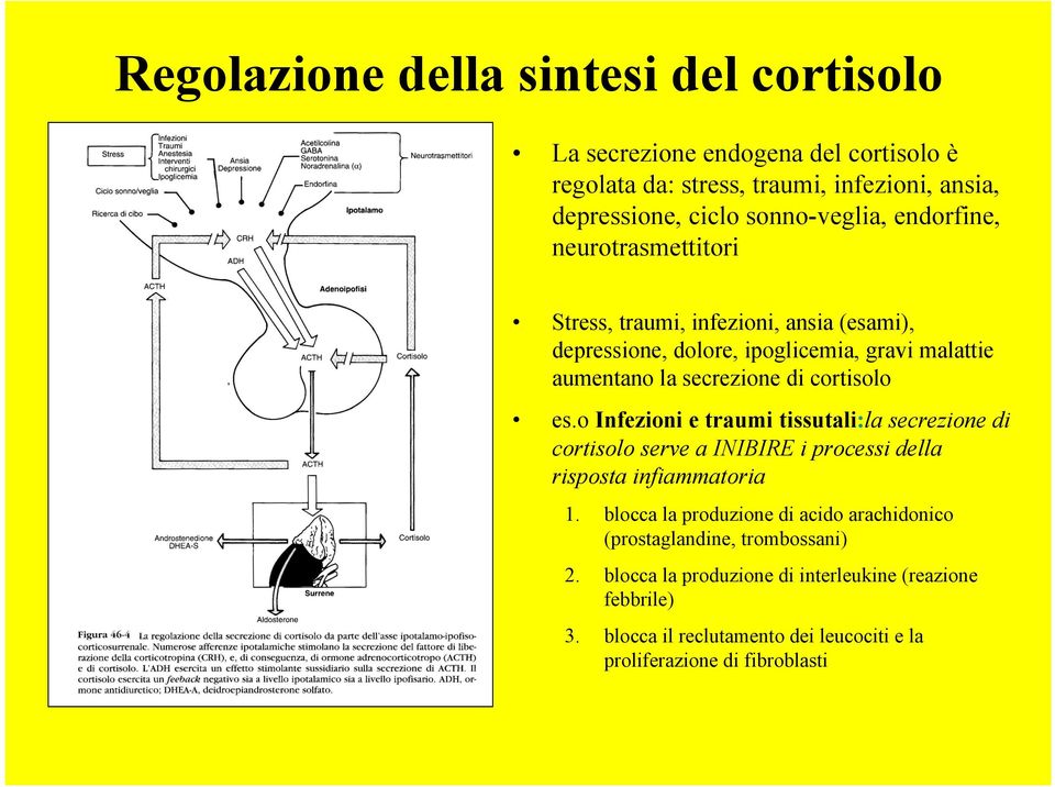 o Infezioni e traumi tissutali:la secrezione di cortisolo serve a INIBIRE i processi della risposta infiammatoria 1.