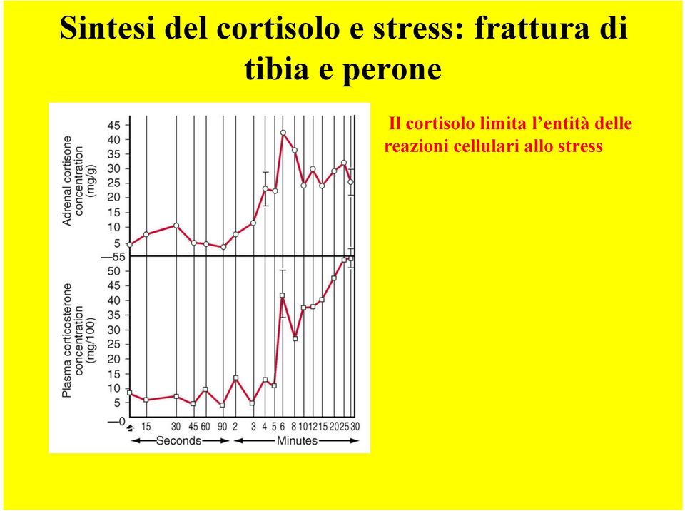 perone Il cortisolo limita l