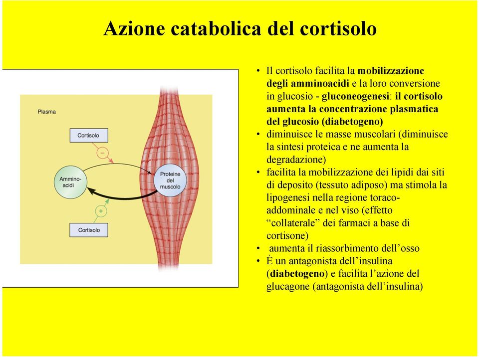 mobilizzazione dei lipidi dai siti di deposito (tessuto adiposo) ma stimola la lipogenesi nella regione toracoaddominale e nel viso (effetto collaterale dei