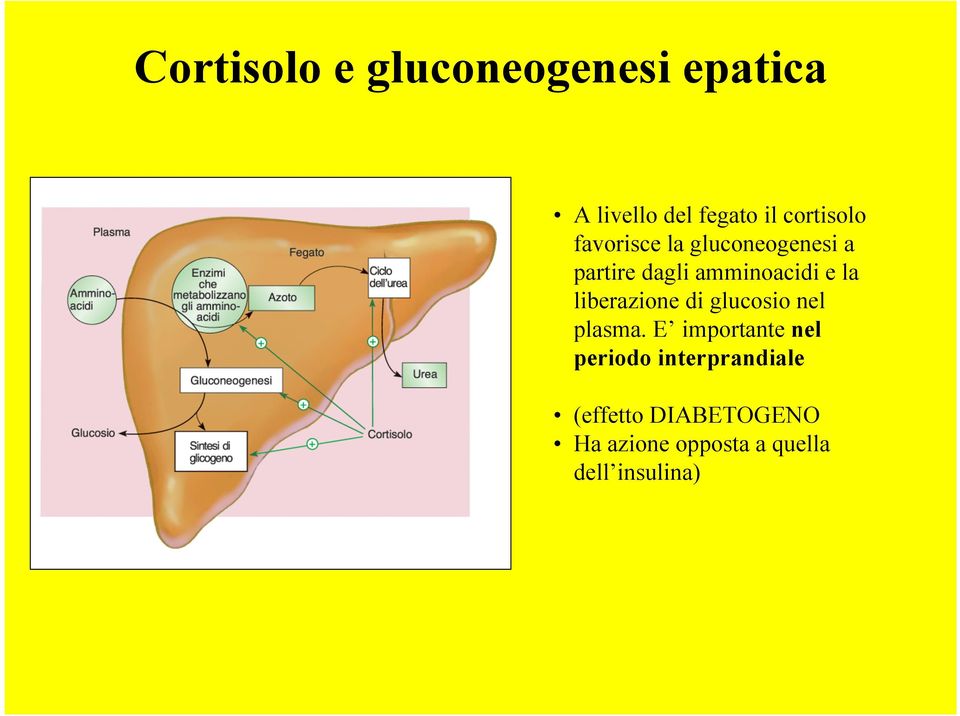 e la liberazione di glucosio nel plasma.