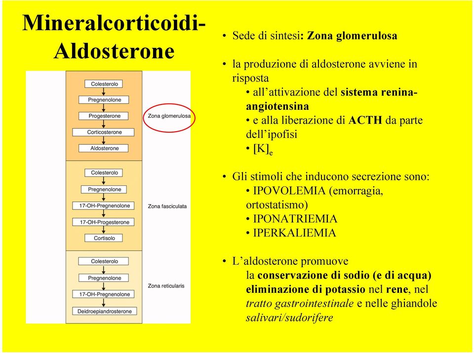 inducono secrezione sono: IPOVOLEMIA (emorragia, ortostatismo) IPONATRIEMIA IPERKALIEMIA L aldosterone promuove la