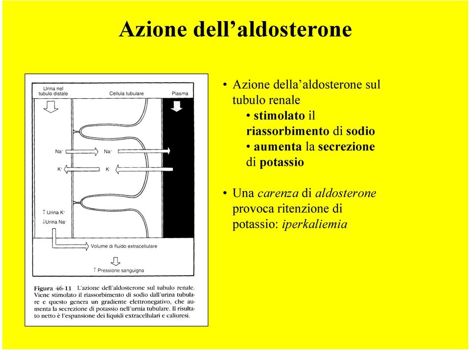 aumenta la secrezione di potassio Una carenza di