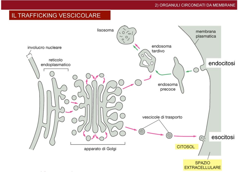 MEMBRANE IL