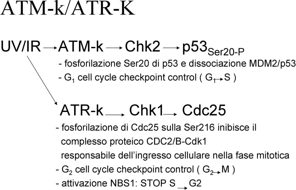 Cdc25 sulla Ser216 inibisce il complesso proteico CDC2/B-Cdk1 responsabile dell ingresso