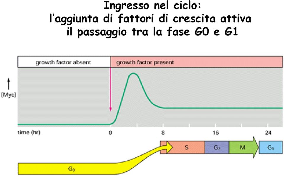 crescita attiva il