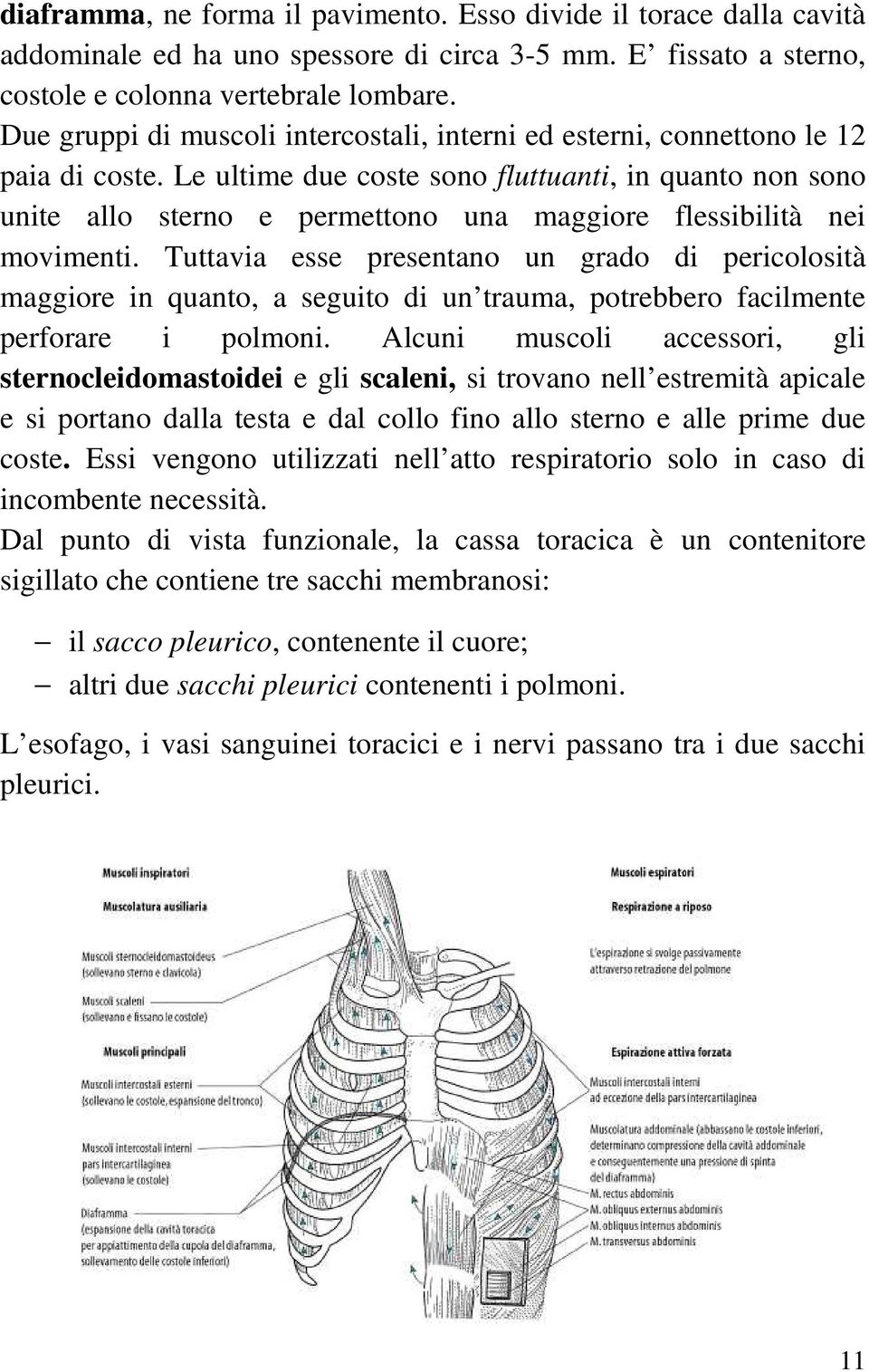 Le ultime due coste sono fluttuanti, in quanto non sono unite allo sterno e permettono una maggiore flessibilità nei movimenti.