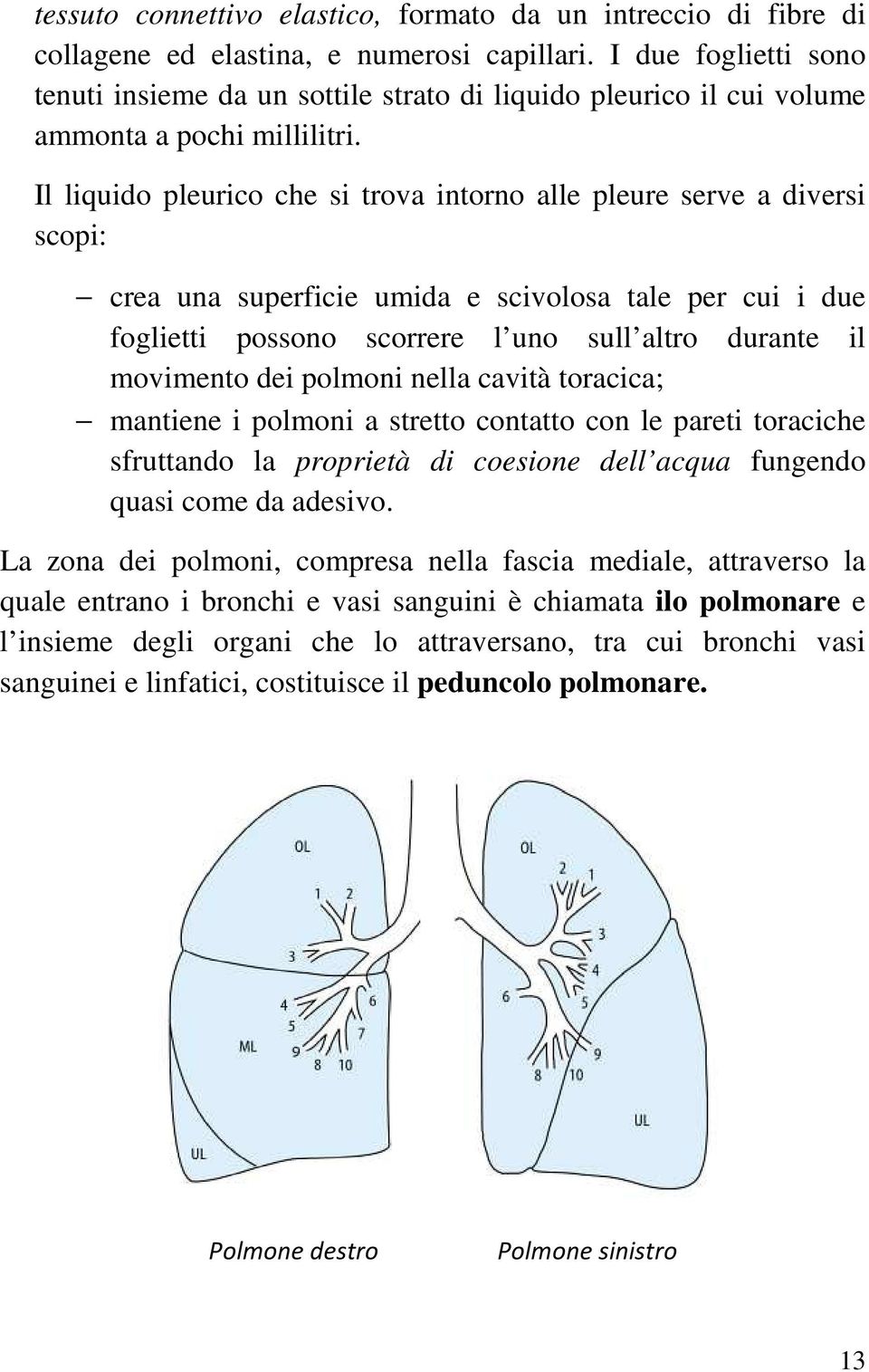 Il liquido pleurico che si trova intorno alle pleure serve a diversi scopi: crea una superficie umida e scivolosa tale per cui i due foglietti possono scorrere l uno sull altro durante il movimento