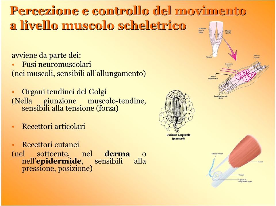 (Nella giunzione muscolo-tendine, sensibili alla tensione (forza) Recettori articolari
