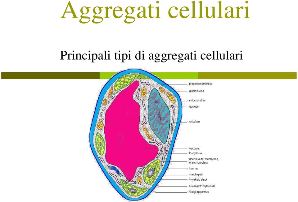 Principali