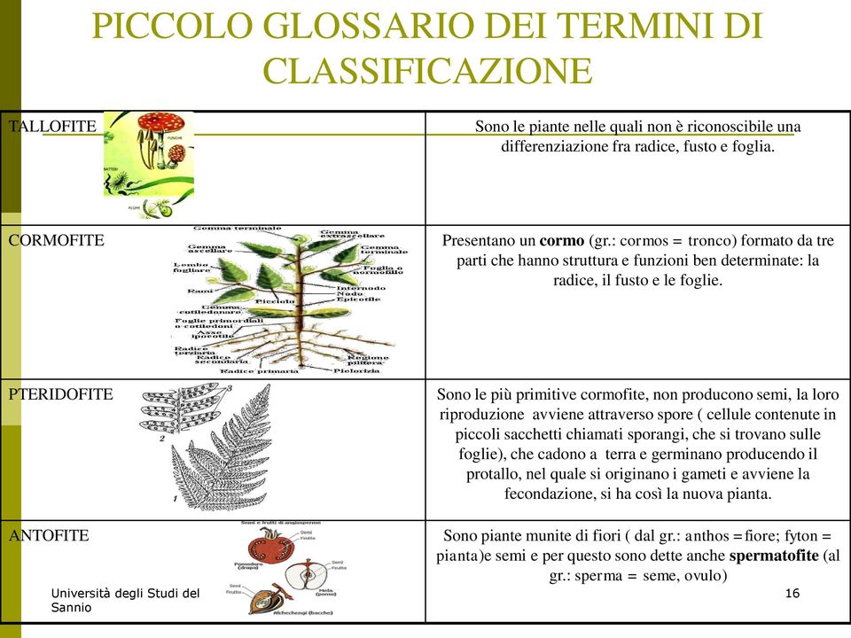 PTERIDOFITE Sono le più primitive cormofite, non producono semi, la loro riproduzione avviene attraverso spore ( cellule contenute in piccoli sacchetti chiamati sporangi, che si trovano sulle