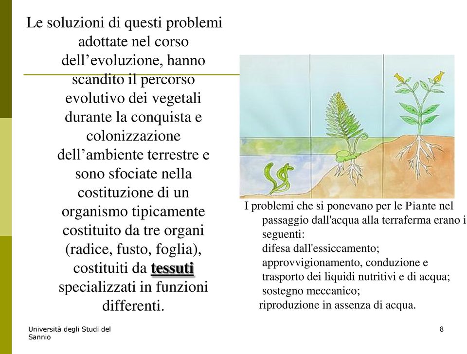 costituiti da tessuti specializzati in funzioni differenti.