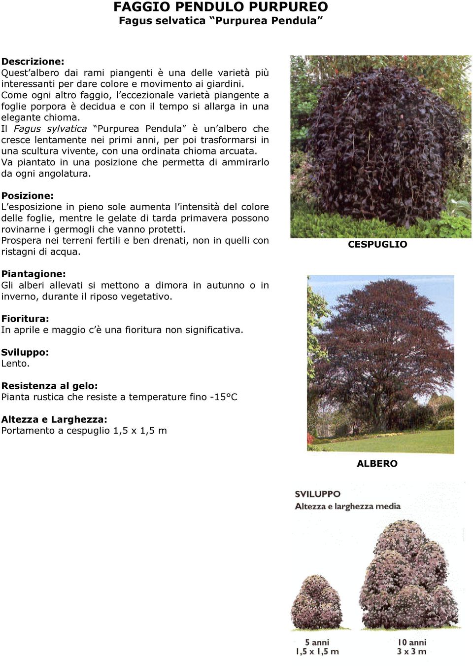 Il Fagus sylvatica Purpurea Pendula è un albero che cresce lentamente nei primi anni, per poi trasformarsi in una scultura vivente, con una ordinata chioma arcuata.