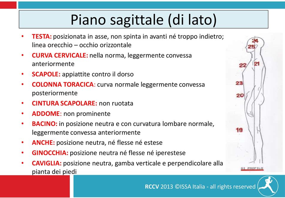 SCAPOLARE: non ruotata ADDOME: non prominente BACINO: in posizione neutra e con curvatura lombare normale, leggermente convessa anteriormente ANCHE: