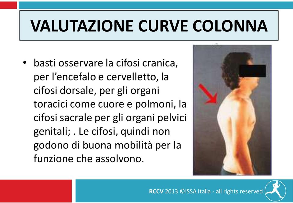 cuore e polmoni, la cifosi sacrale per gli organi pelvici genitali;.