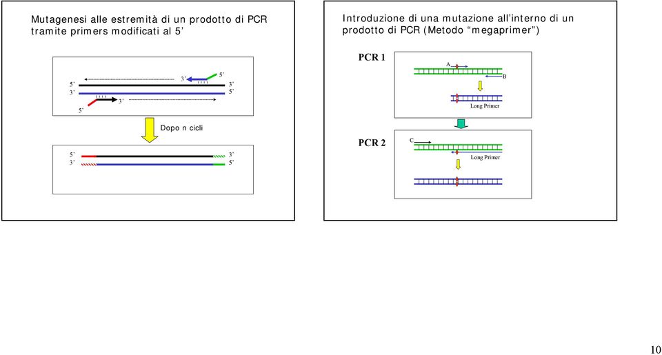 interno di un prodotto di PCR (Metodo megaprimer ) PCR 1 A 5