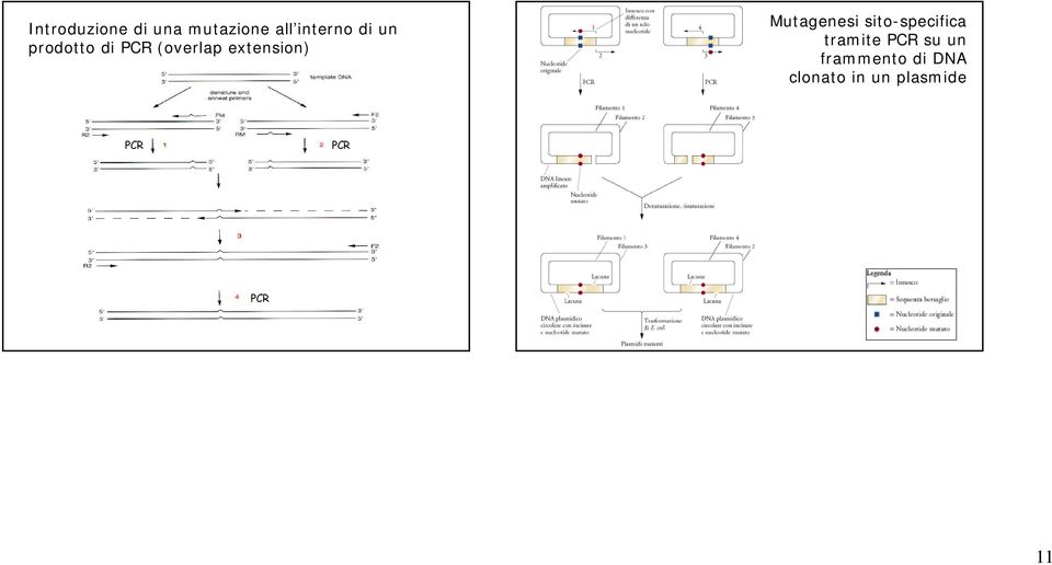 Mutagenesi sito-specifica tramite PCR su un