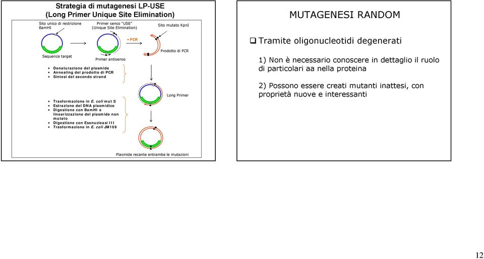 coli mut S Estrazione del DNA plasmidico Digestione con BamHI e linearizzazione del plasmide non mutato Digestione con Esonucleasi III Trasformazione in E.