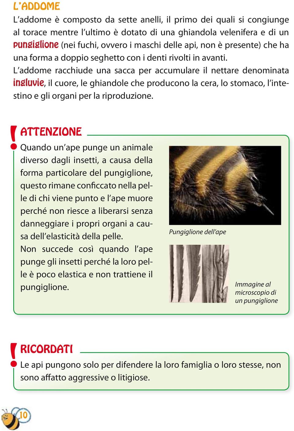 L addome racchiude una sacca per accumulare il nettare denominata ingluvie, il cuore, le ghiandole che producono la cera, lo stomaco, l intestino e gli organi per la riproduzione.