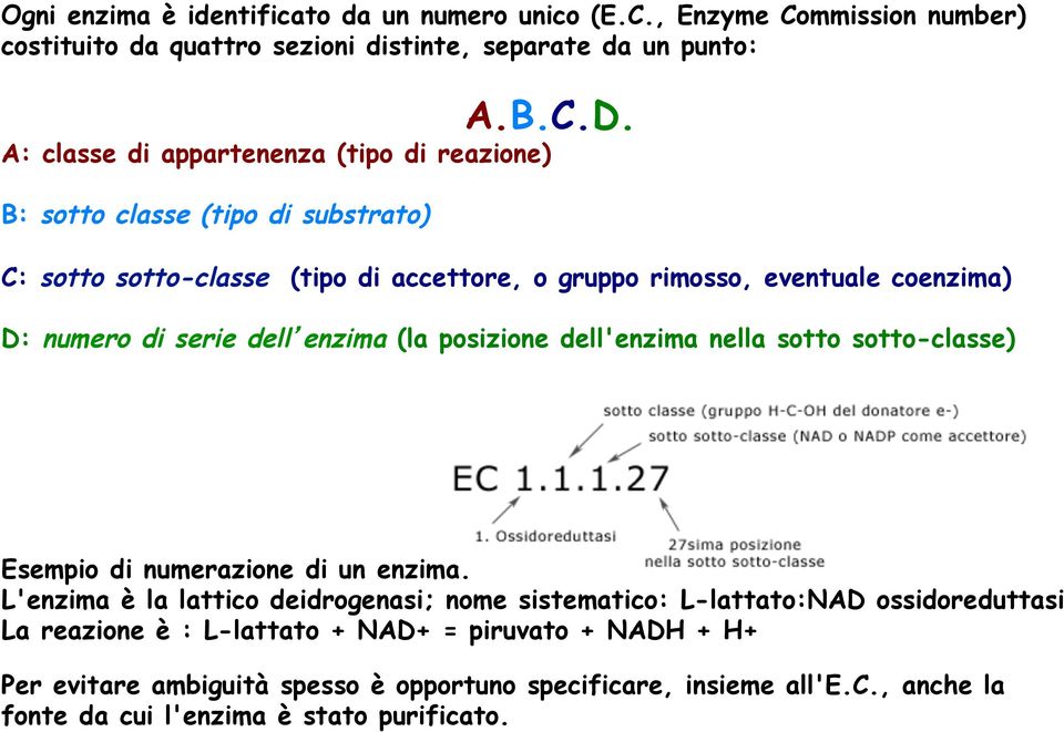 serie dell enzima (la posizione dell'enzima nella sotto sotto-classe) Esempio di numerazione di un enzima.