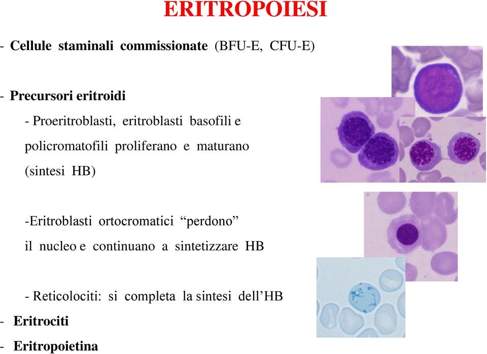 maturano (sintesi HB) -Eritroblasti ortocromatici perdono il nucleo e continuano a