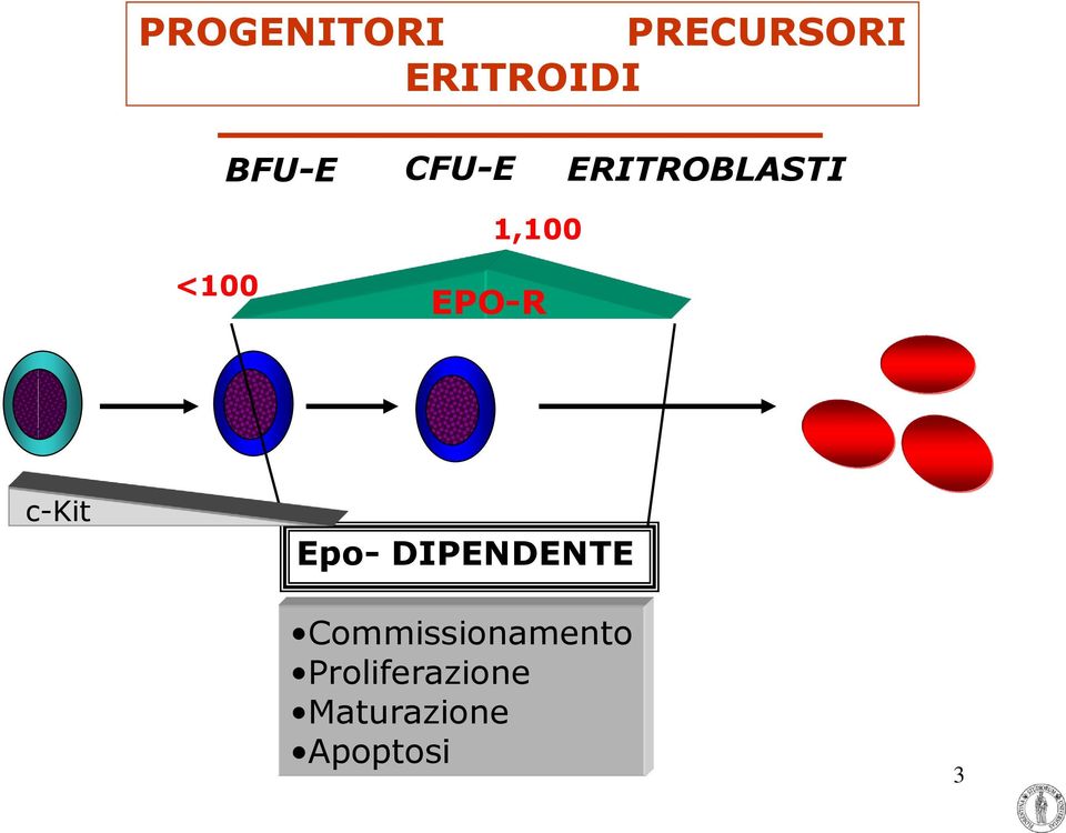 EPO-R c-kit Epo- DIPENDENTE