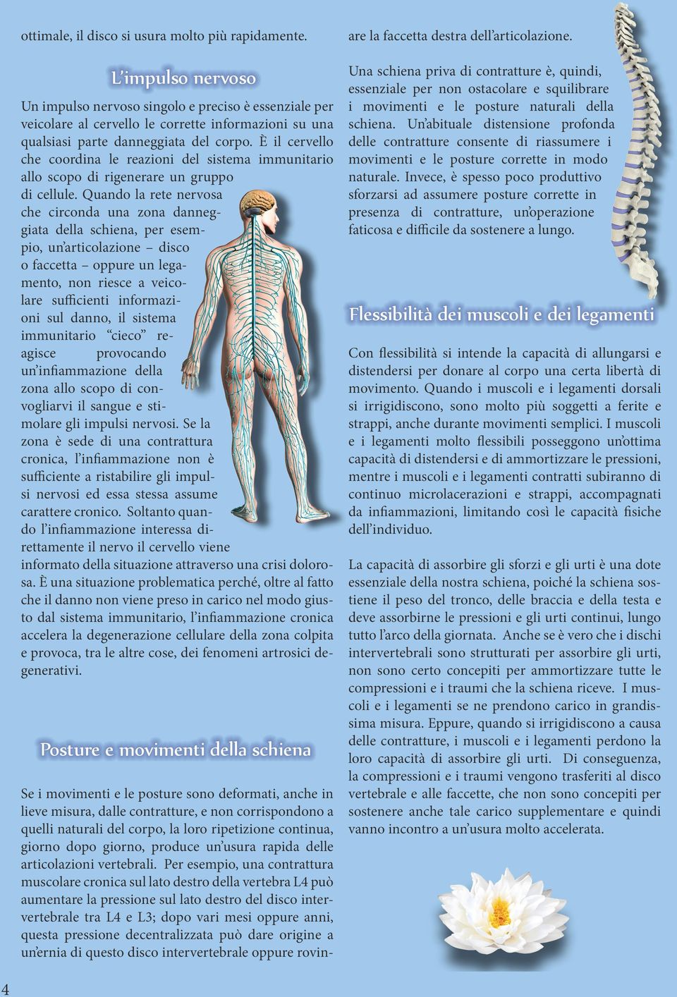 È il cervello che coordina le reazioni del sistema immunitario allo scopo di rigenerare un gruppo di cellule.