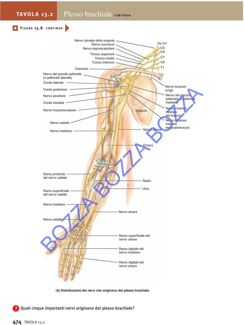 superficiale del nervo radiale mediano radiale dorsale della scapola succlavio soprascapolare Tronco superiore Tronco medio Tronco inferiore ulnare Scapola Ramo digitale del nervo mediano ulnare