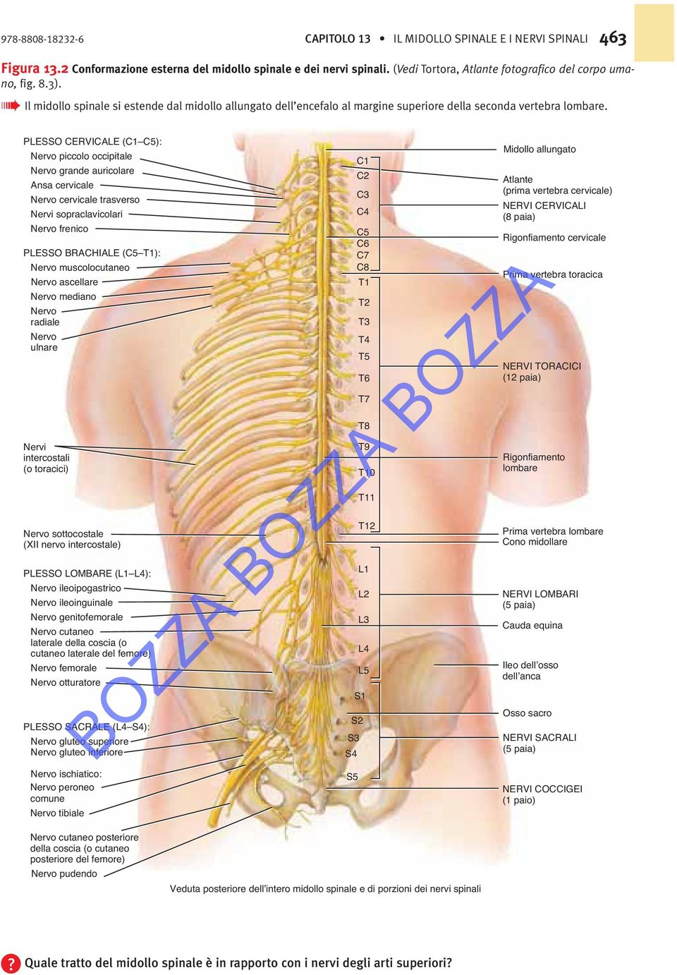 PLESSO CERVICALE (C1 C5): piccolo occipitale grande auricolare Ansa cervicale cervicale trasverso Nervi sopraclavicolari frenico PLESSO BRACHIALE (C5 T1): muscolocutaneo ascellare mediano radiale