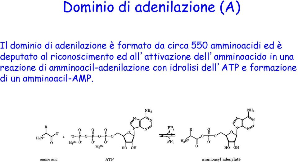 attivazione dell amminoacido in una reazione di