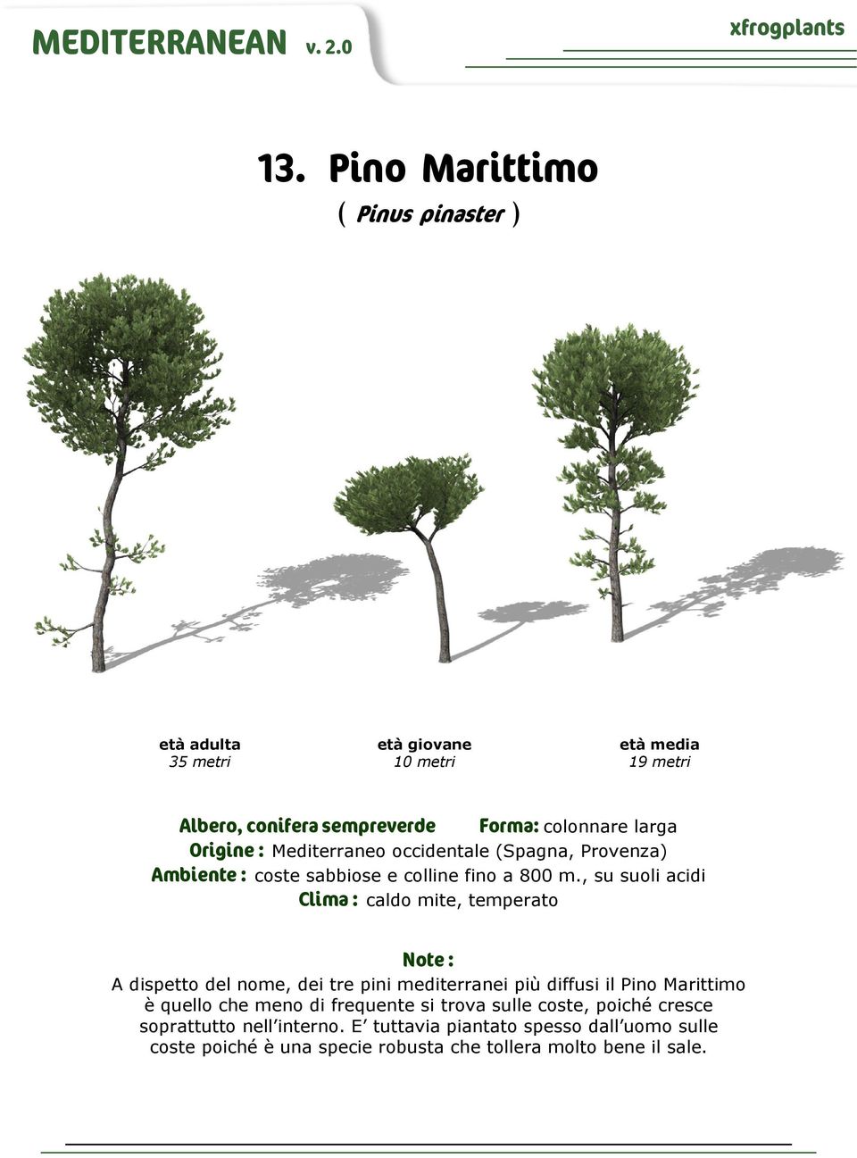 , su suoli acidi Clima : caldo mite, temperato A dispetto del nome, dei tre pini mediterranei più diffusi il Pino Marittimo è quello che