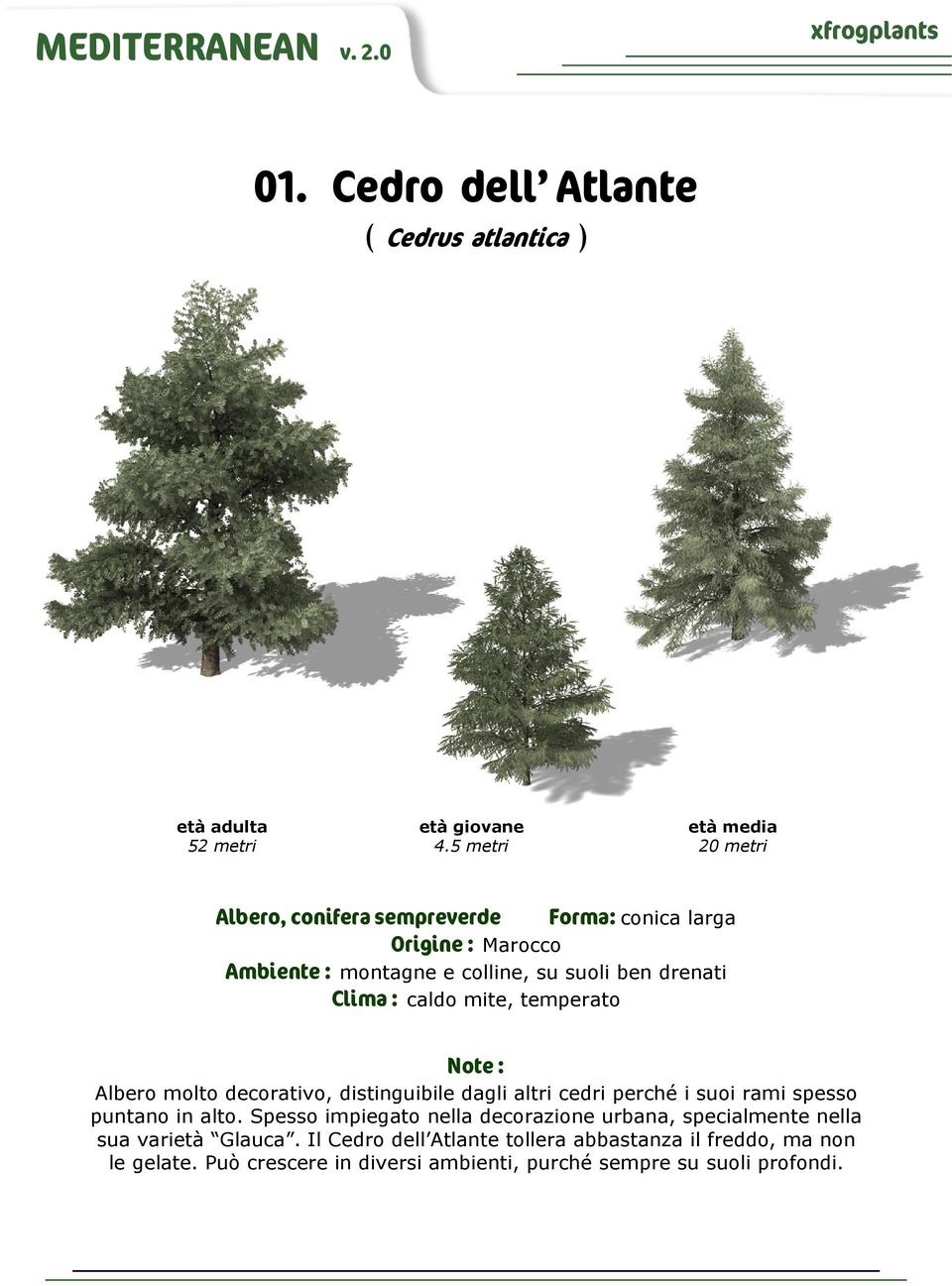 drenati Clima : caldo mite, temperato Albero molto decorativo, distinguibile dagli altri cedri perché i suoi rami spesso puntano in