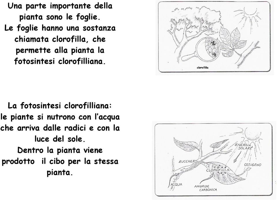 fotosintesi clorofilliana.