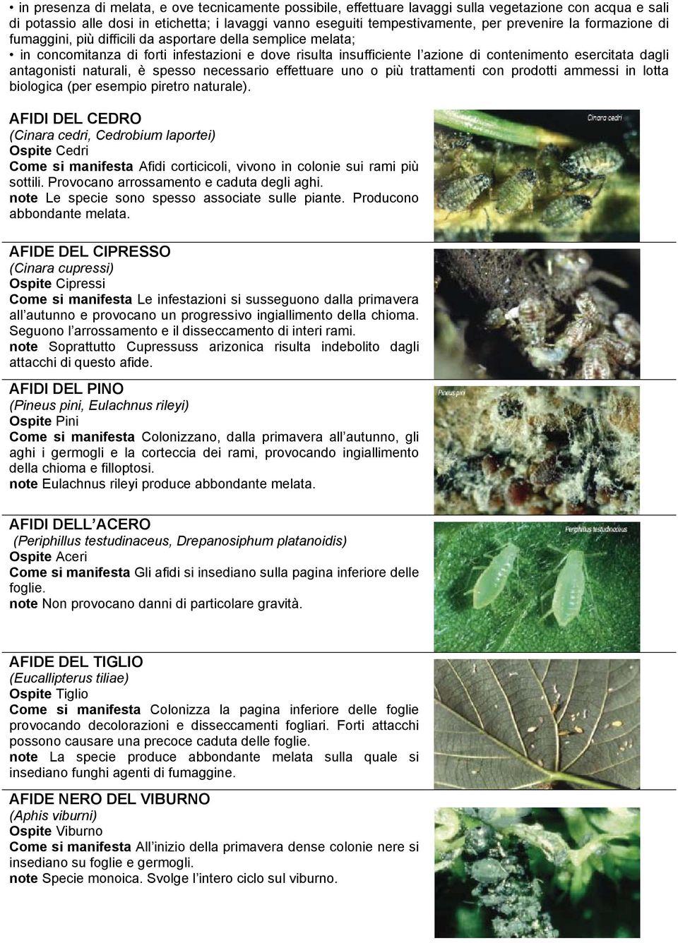 naturali, è spesso necessario effettuare uno o più trattamenti con prodotti ammessi in lotta biologica (per esempio piretro naturale).