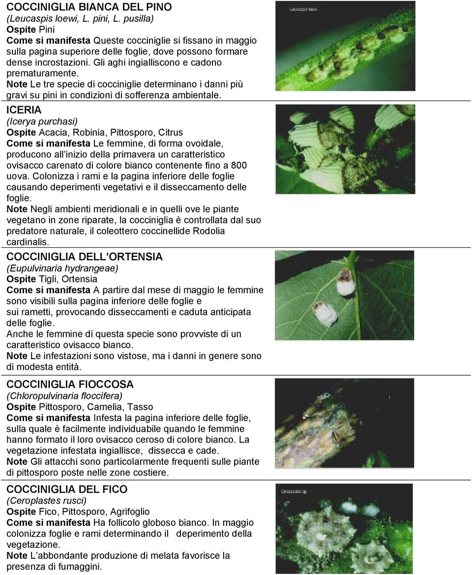 Gli aghi ingialliscono e cadono prematuramente. Note Le tre specie di cocciniglie determinano i danni più gravi su pini in condizioni di sofferenza ambientale.