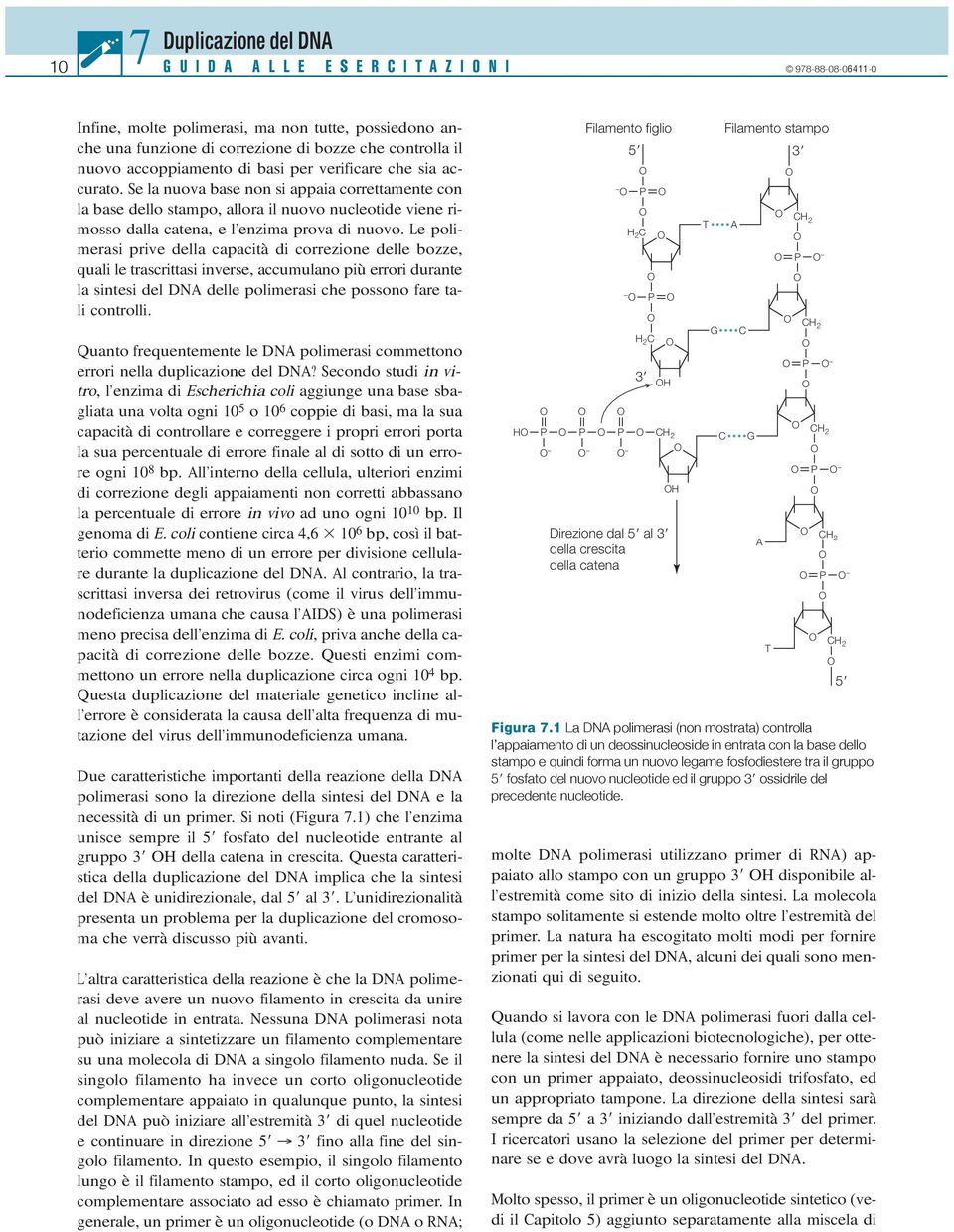 Se la nuova base non si appaia correttamente con la base dello stampo, allora il nuovo nucleotide viene rimosso dalla catena, e l enzima prova di nuovo.